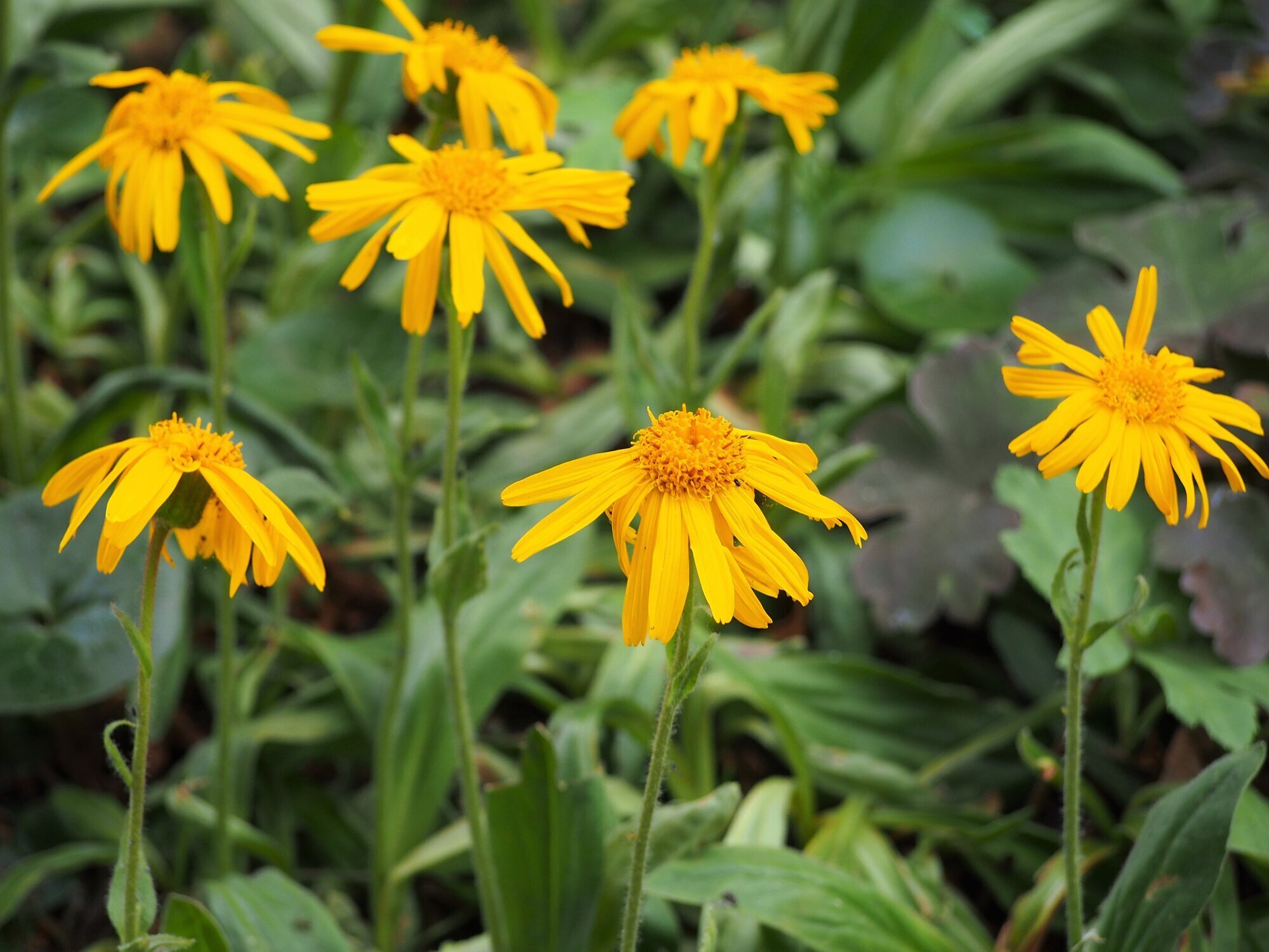 European Arnica