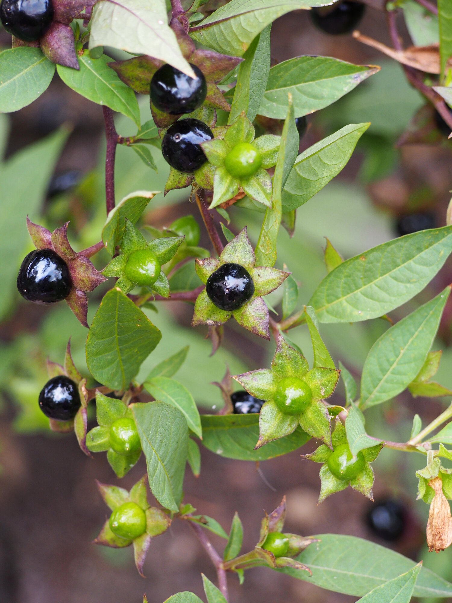 Belladonna