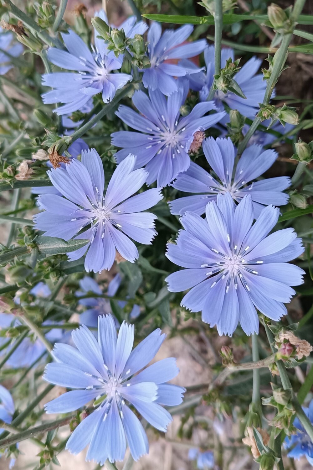 その他 chiory Wild Chicory