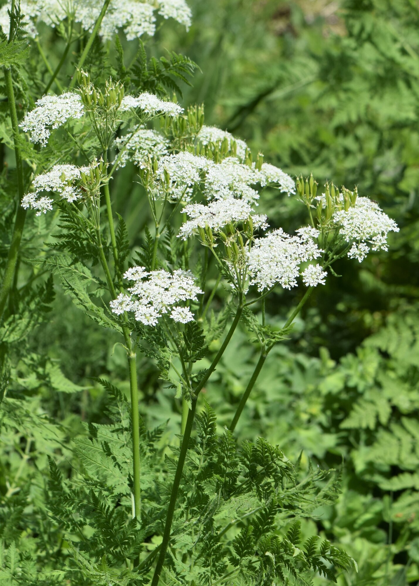 Sweet Cicely