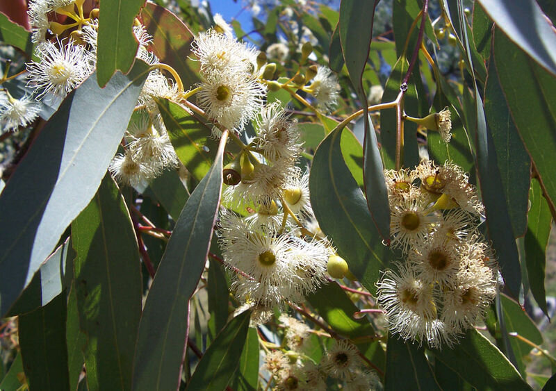 Honey Eucalyptus (Eucalyptus melliodora) Seeds