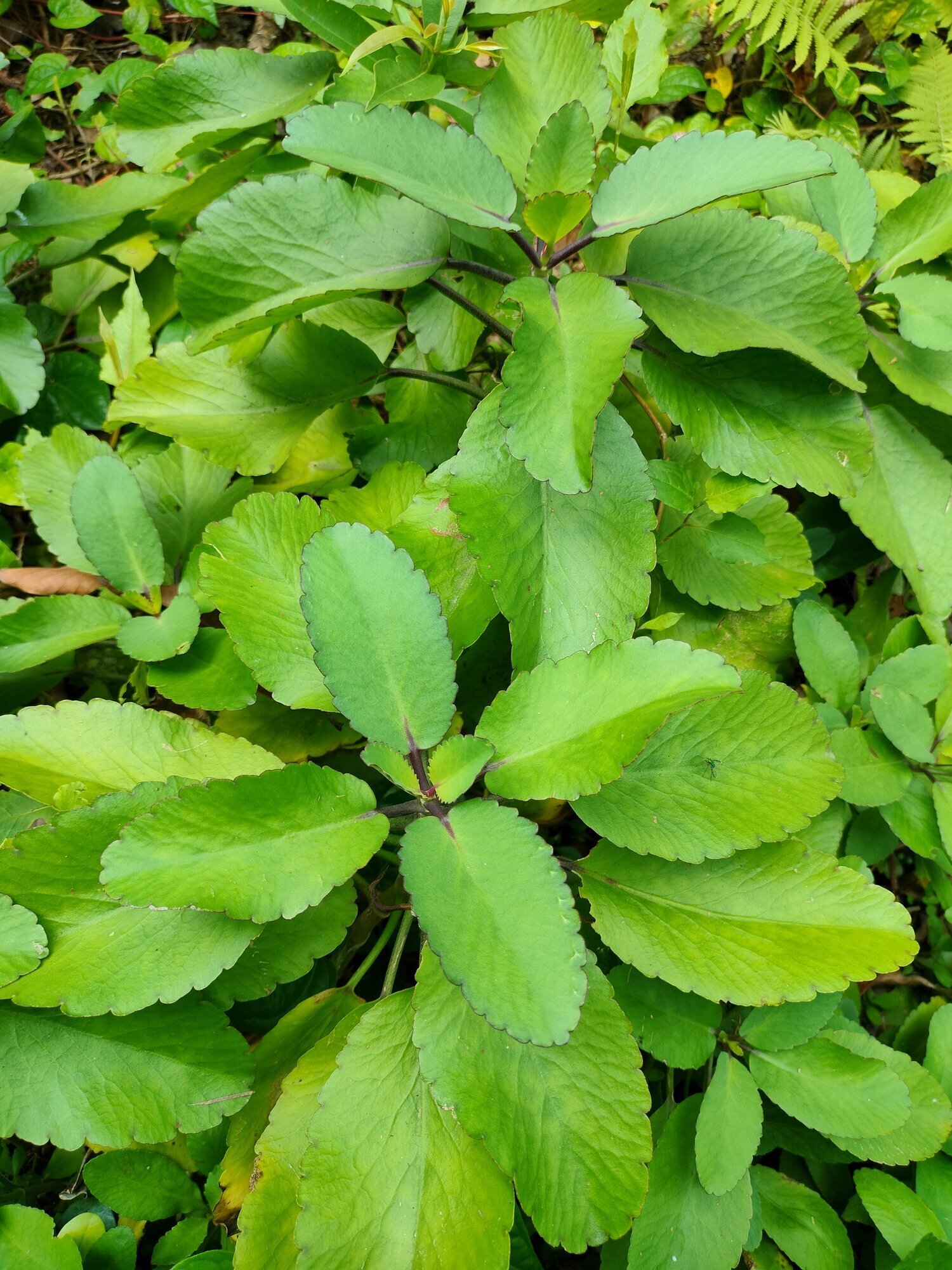 catnip plant Lemon Catnip Plants For Sale main image 1