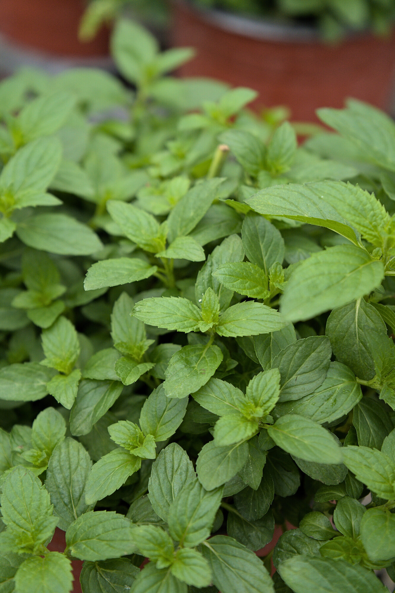 Peppermint