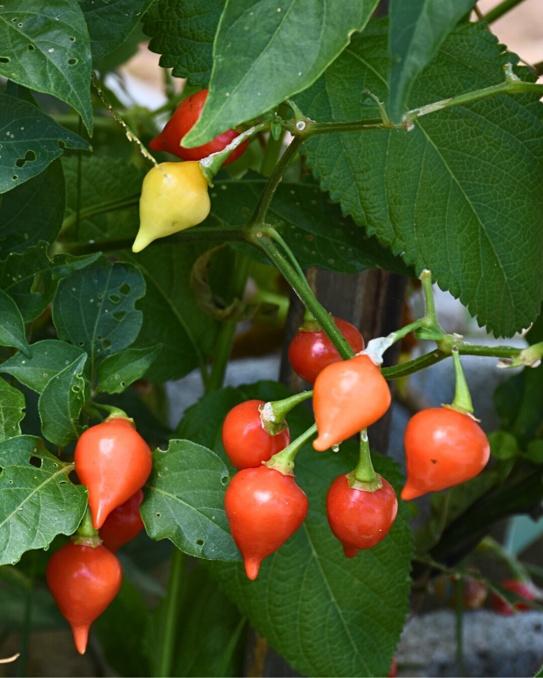 Biquinho Red Pepper