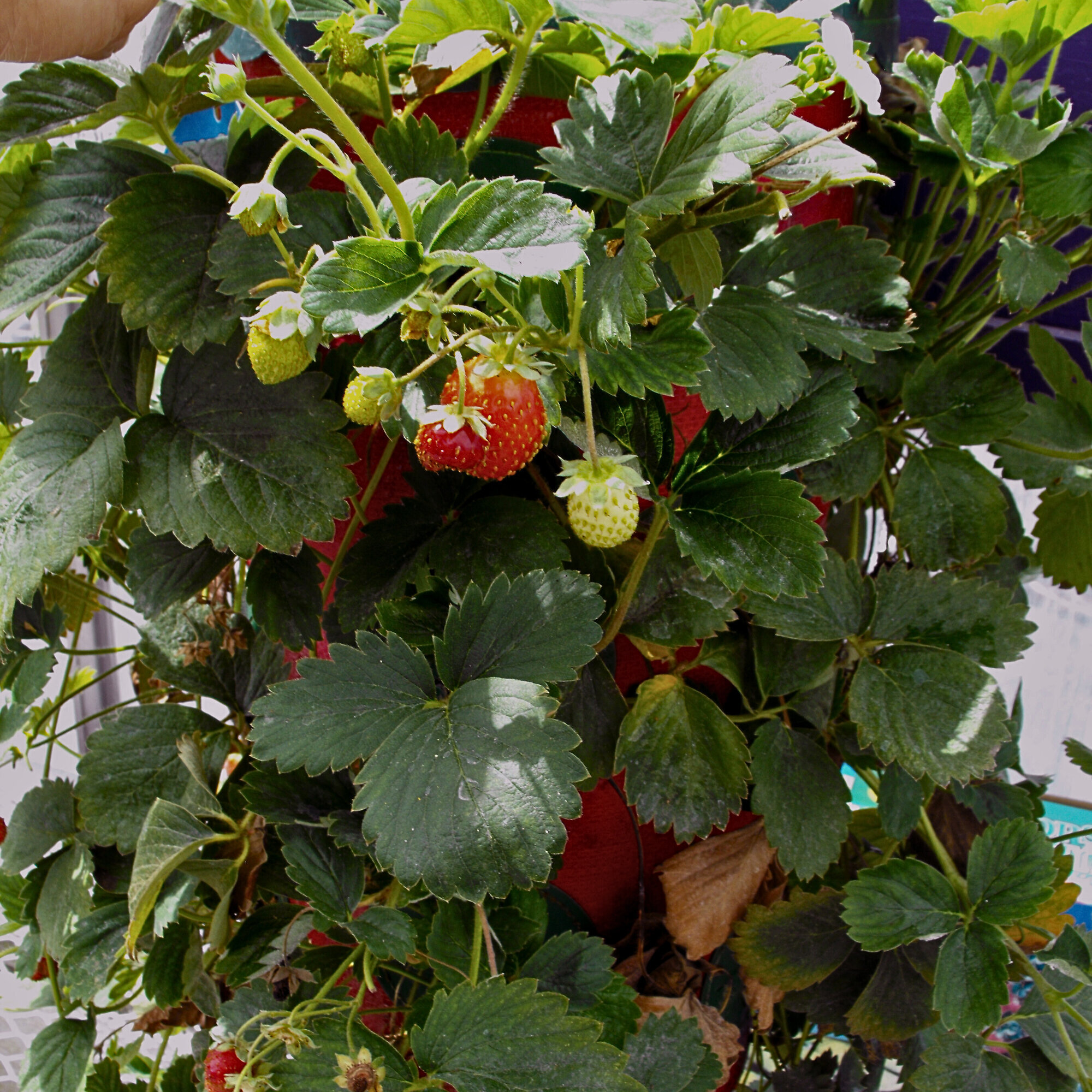 Climbing Strawberry