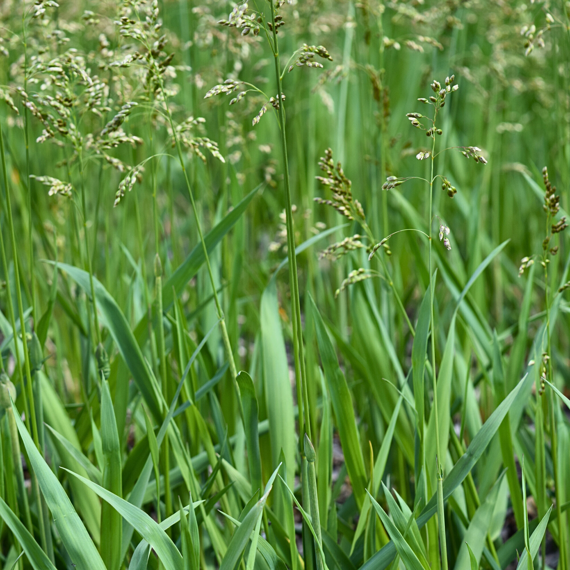 planted foods gmbh All Planted products | 100% natural, 100% healthy, 0% animal suffering main image 0