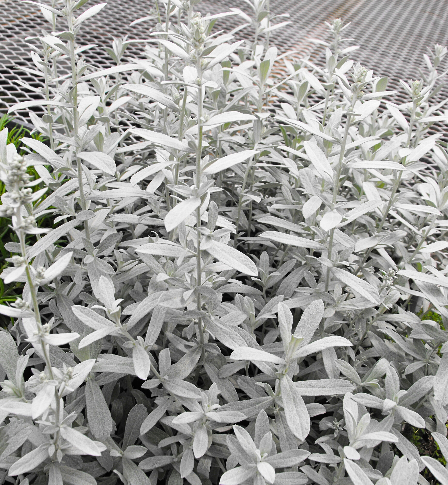 Silver King Wormwood